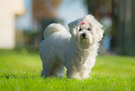 Young female maltese dog