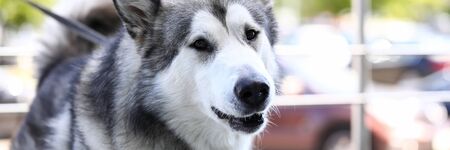 Thoroughbred dog waiting for owner