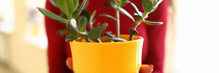 Woman holds flower in yellow pot in her handsの写真素材
