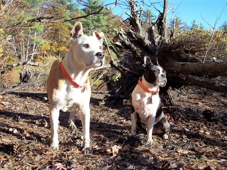 Dogs Portrait in Burrillville RI Hike