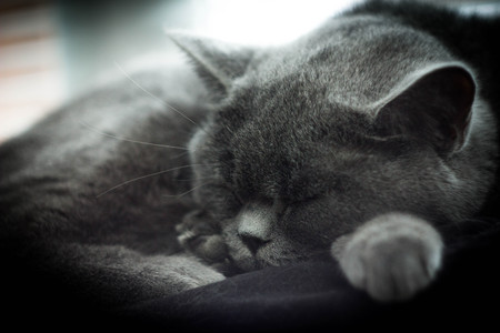 Gray cat sleeping on a wooden table.の写真素材