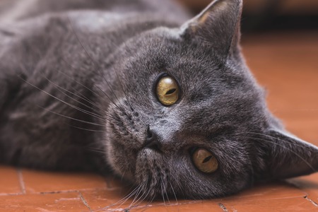 Noble proud cat lying on window sill. The British Shorthair with blue gray furの写真素材