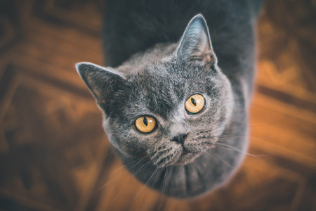 Very beautiful British cat lies on the floor and resting at home. The concept of petsの写真素材