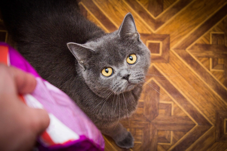 The British cat cat pet animalの写真素材