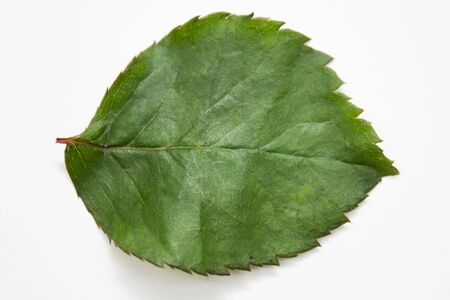 Creative layout made of green leaves. Flat lay. Nature conceptの写真素材