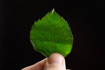 Mint leaf green on black backgroundの写真素材