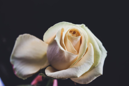 White Rose on black background macroの写真素材