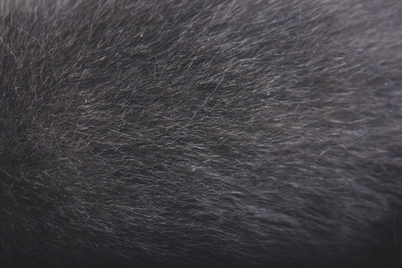 Grey wool texture background, macro cotton wool, grey fleece, gray natural sheep wool, texture of dark fluffy fur, black white nappy long wool coat, dark carpet, close-upの写真素材