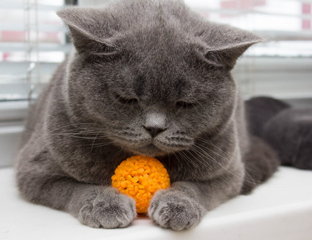 Tabby cat playing with food ballの写真素材