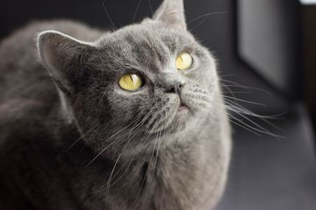 Portrait evil big gray cat British straight with yellow eyes on a white background. Look at the cameraの写真素材