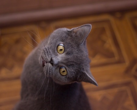 Funny british cat peeping portraitの写真素材