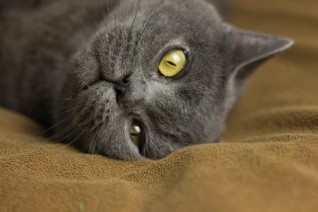 Gray British cat lying on his back animalsの写真素材