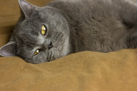 Gray British cat lying on his back animalsの写真素材
