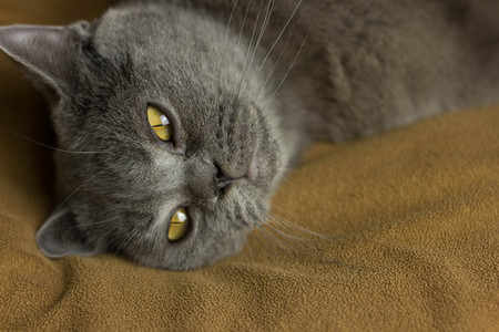 Gray British cat lying on his back animalsの写真素材