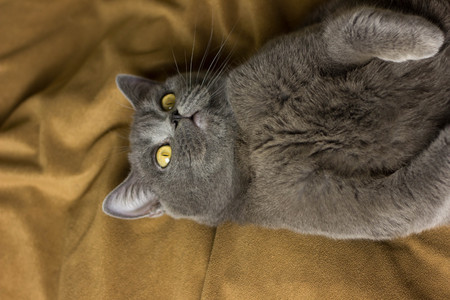 Gray British cat lying on his back animalsの写真素材