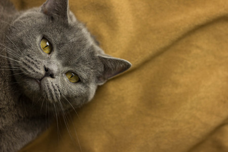 Gray British cat lying on his back animalsの写真素材