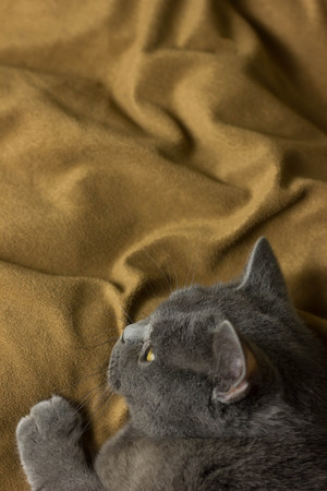Gray British cat lying on his back animalsの写真素材