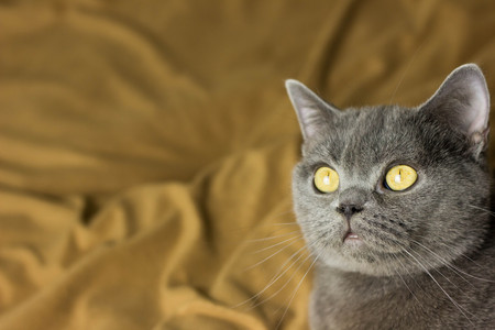 Gray British cat lying on his back animalsの写真素材