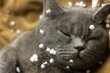 Gray British cat lying on his back animalsの写真素材