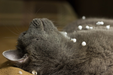 Gray British cat lying on his back animalsの写真素材