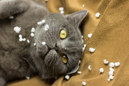 Gray British cat lying on his back animalsの写真素材