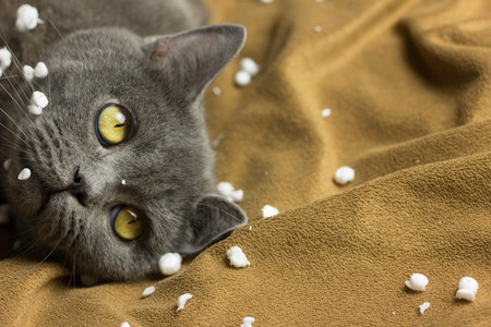 Gray British cat lying on his back animalsの写真素材