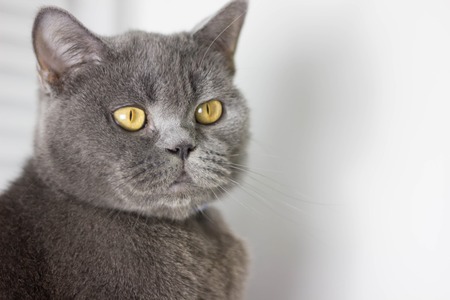 gray British thick cat green eyesの写真素材