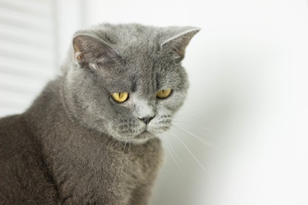 gray British thick cat green eyesの写真素材
