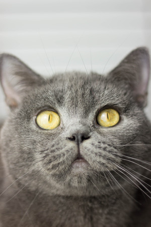 gray British thick cat green eyesの写真素材
