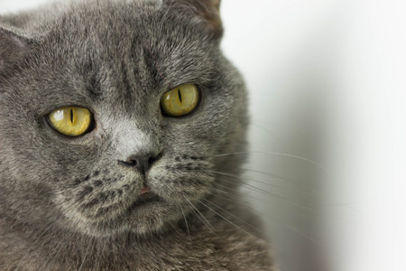 gray British thick cat green eyesの写真素材
