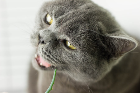 gray British thick cat green eyesの写真素材