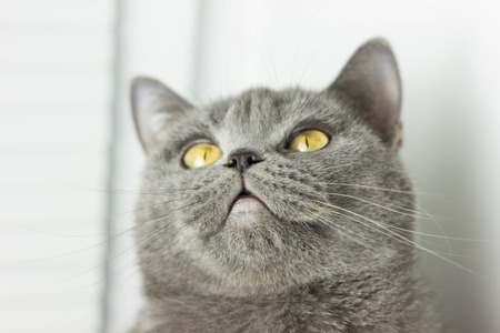gray British thick cat green eyesの写真素材