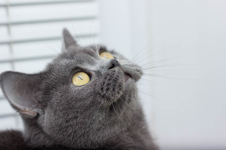gray British thick cat green eyesの写真素材