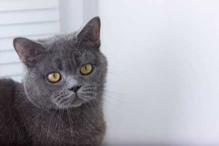 gray British thick cat green eyesの写真素材