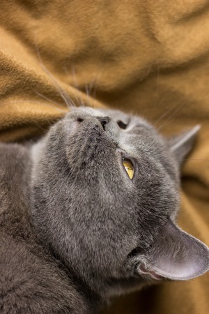Gray British cat lying on his back animalsの写真素材