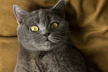 Gray British cat lying on his back animalsの写真素材