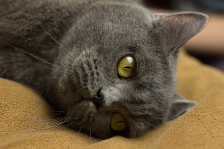 Gray British cat lying on his back animalsの写真素材