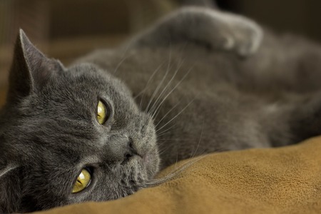 Gray British cat lying on his back animalsの写真素材