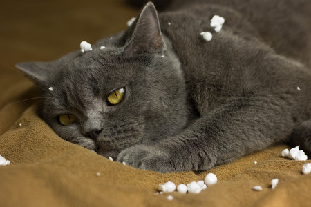 Gray British cat lying on his back animalsの写真素材