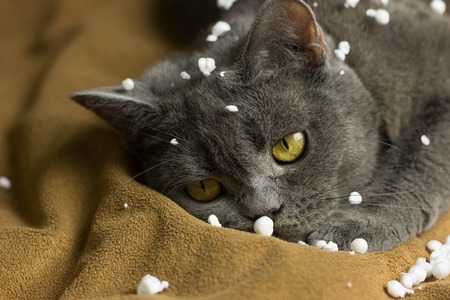 Gray British cat lying on his back animalsの写真素材