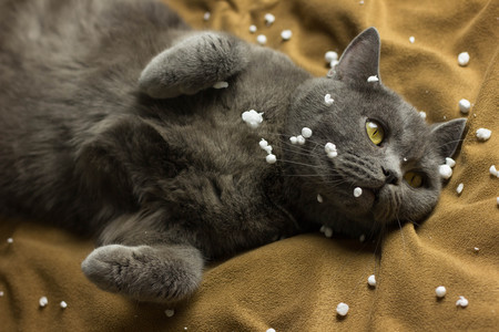Gray British cat lying on his back animalsの写真素材
