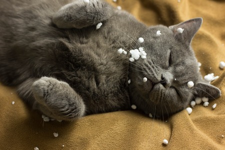 Gray British cat lying on his back animalsの写真素材