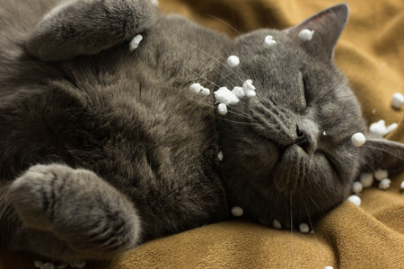 Gray British cat lying on his back animalsの写真素材