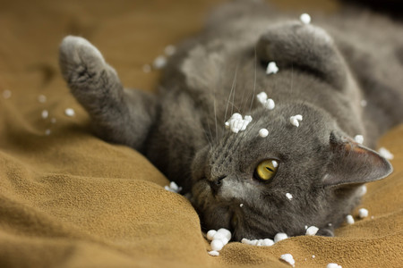 Gray British cat lying on his back animalsの写真素材