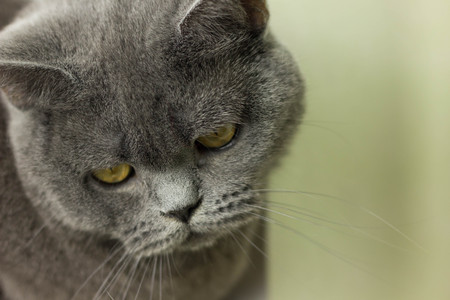 gray British thick cat green eyesの写真素材