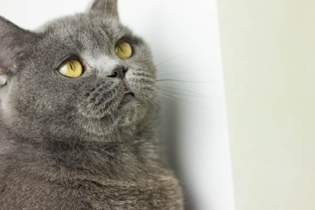 gray British thick cat green eyesの写真素材
