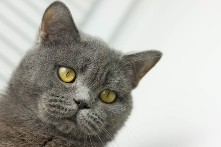 gray British thick cat green eyesの写真素材