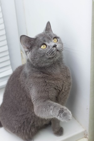 gray British thick cat green eyesの写真素材
