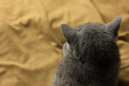 gray British thick cat green eyesの写真素材