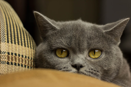 gray British thick cat green eyesの写真素材